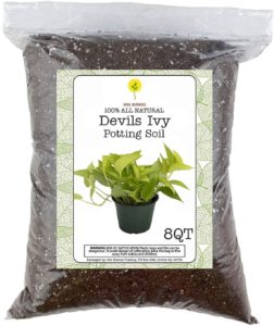 devils ivy plant planting soil