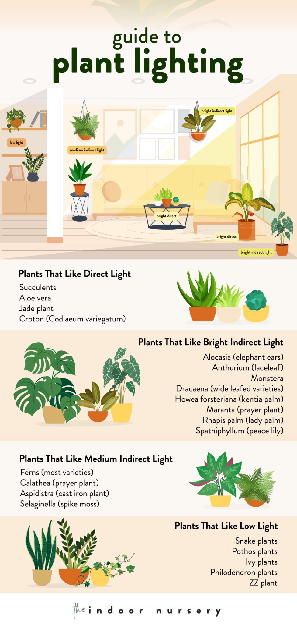 Indoor plant lighting guide where to put your plants