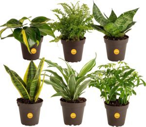 indoor plant bundle