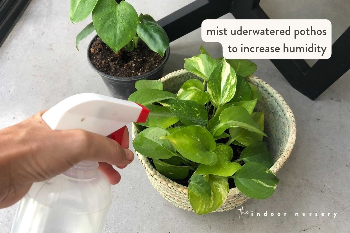 mist uderwatered pothos to increase humidity