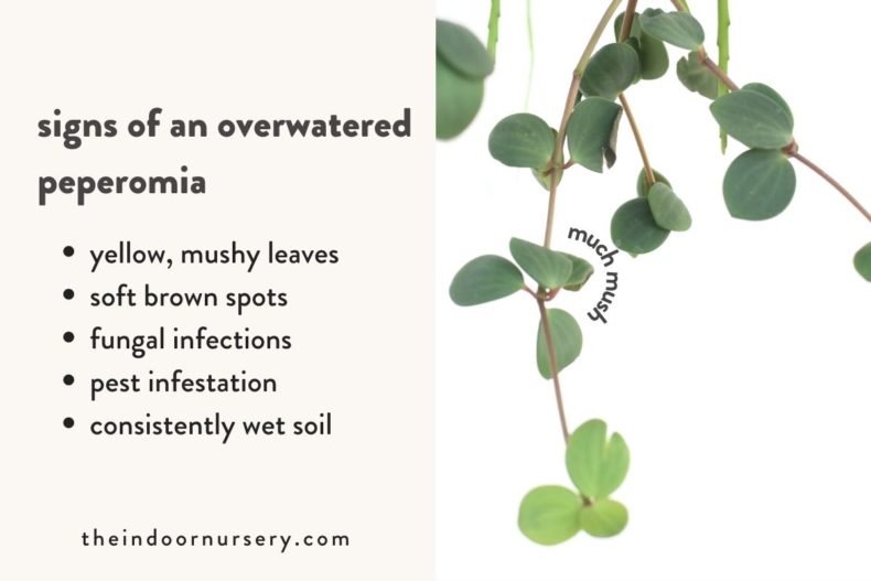 Save your overwatered peperomia The Indoor Nursery