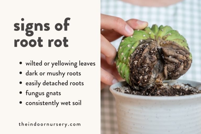 How To Fix Root Rot Signs And Symptoms The Indoor Nursery