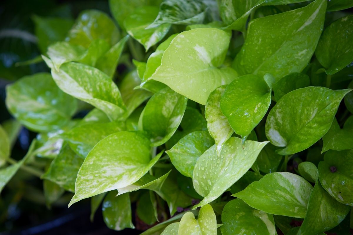 how to save an underwatered pothos plant