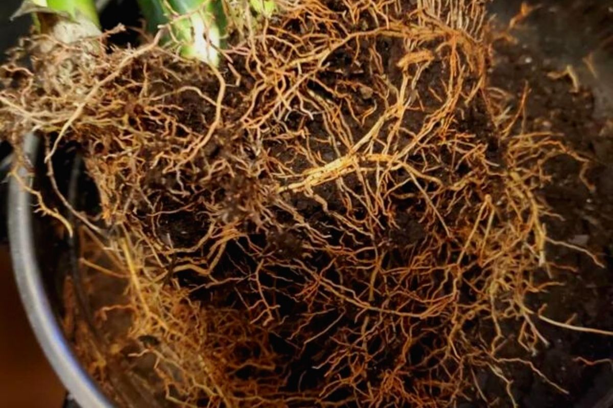  what is root rot
