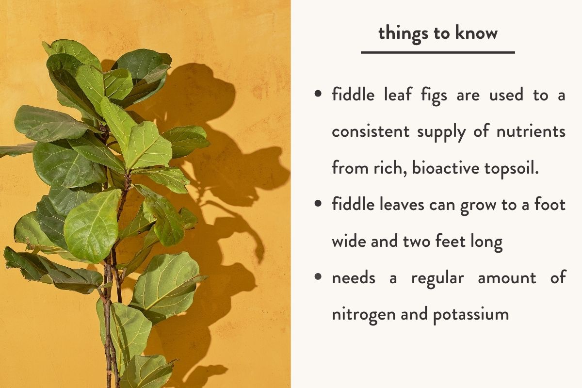 what to look for in a fiddle leaf fig fertilizer