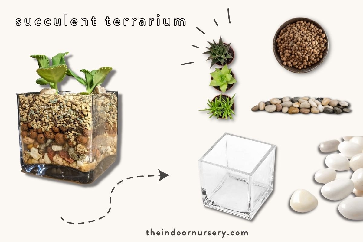 succulent terrarium