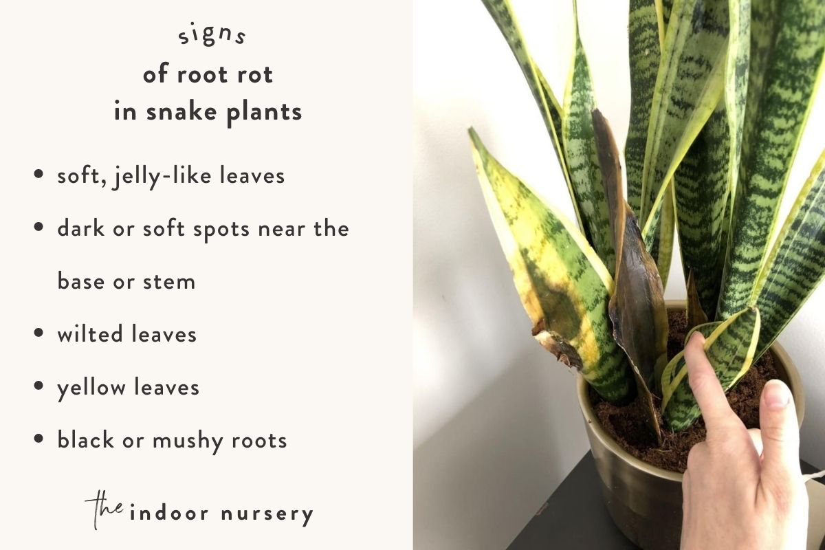 signs of root rot in a snake plant