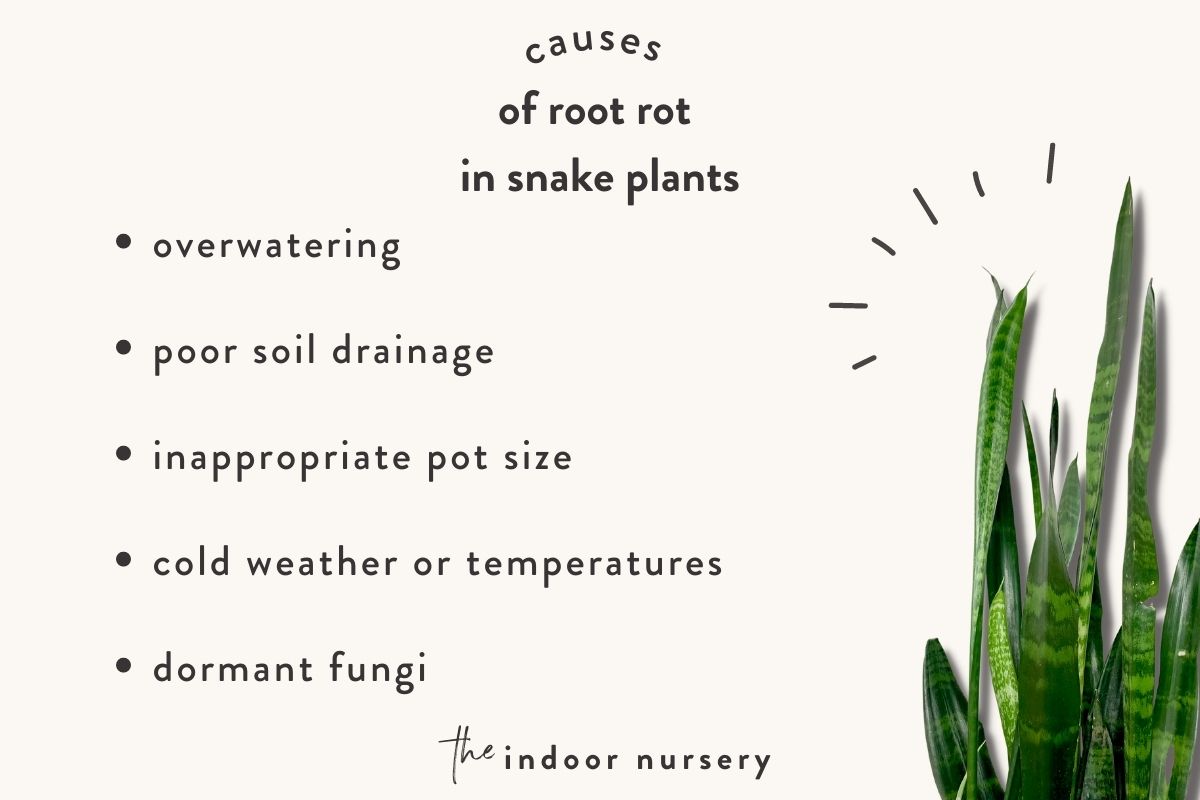 what causes root rot in a snake plant