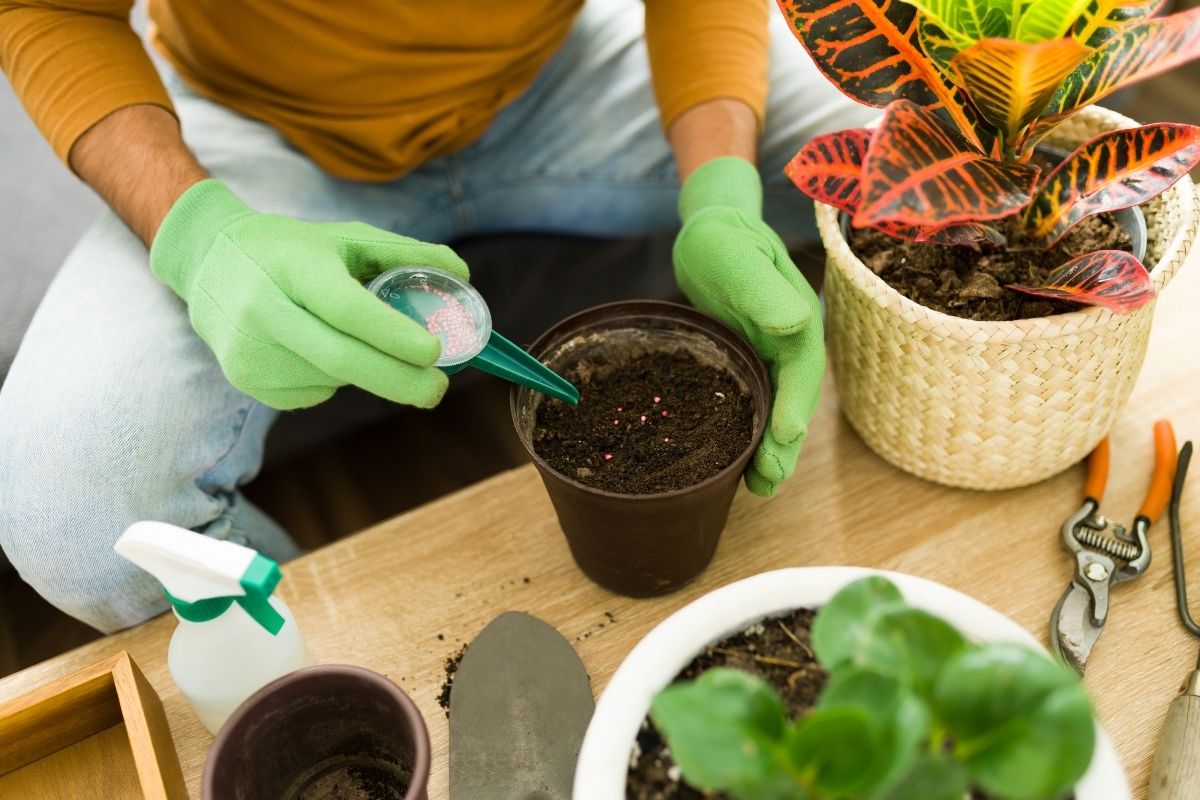 when should you fertilize indoor plants