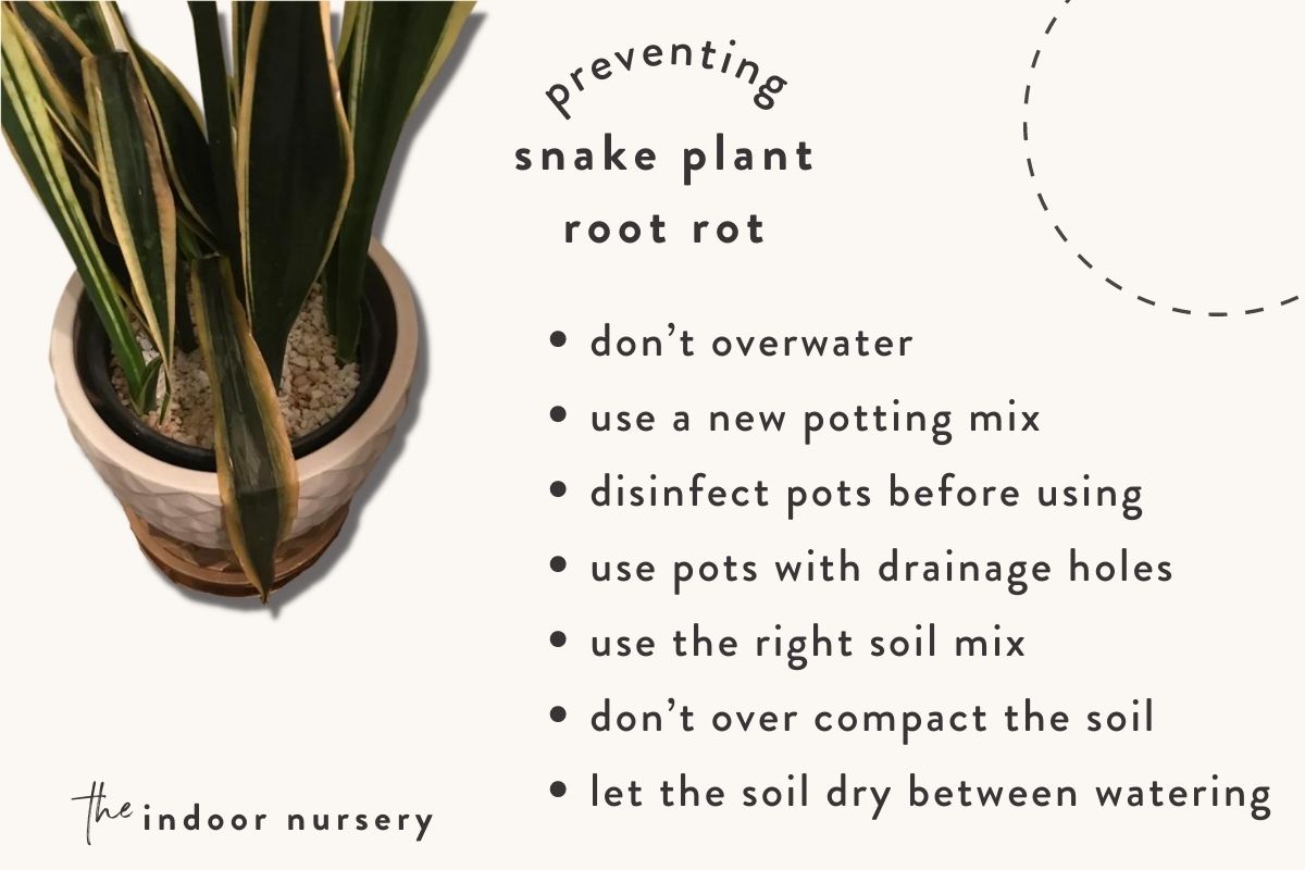 how to prevent root rot
