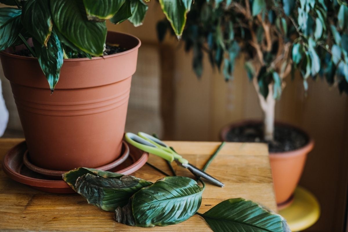signs your plant is getting too much or too little fertilizer