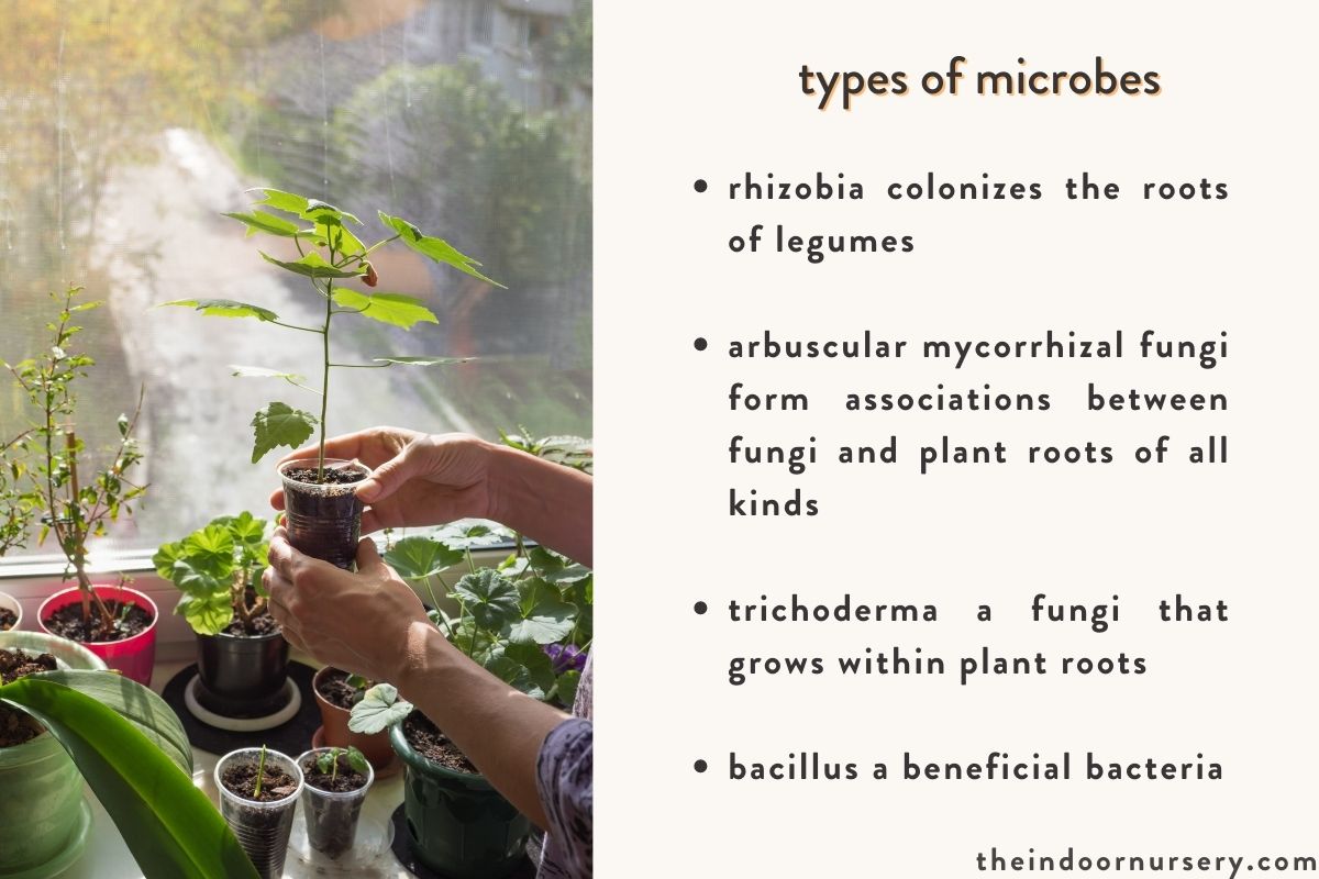 types of microbes