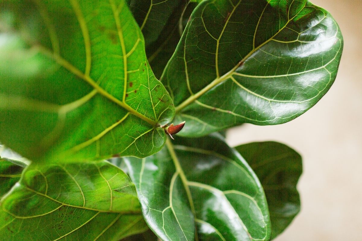 stress indicators on a fiddle leaf fig plant