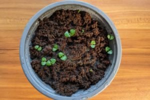 Germinated Basil