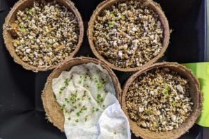 Germinated Thai Basil