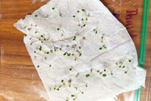 seedlings plastic bag