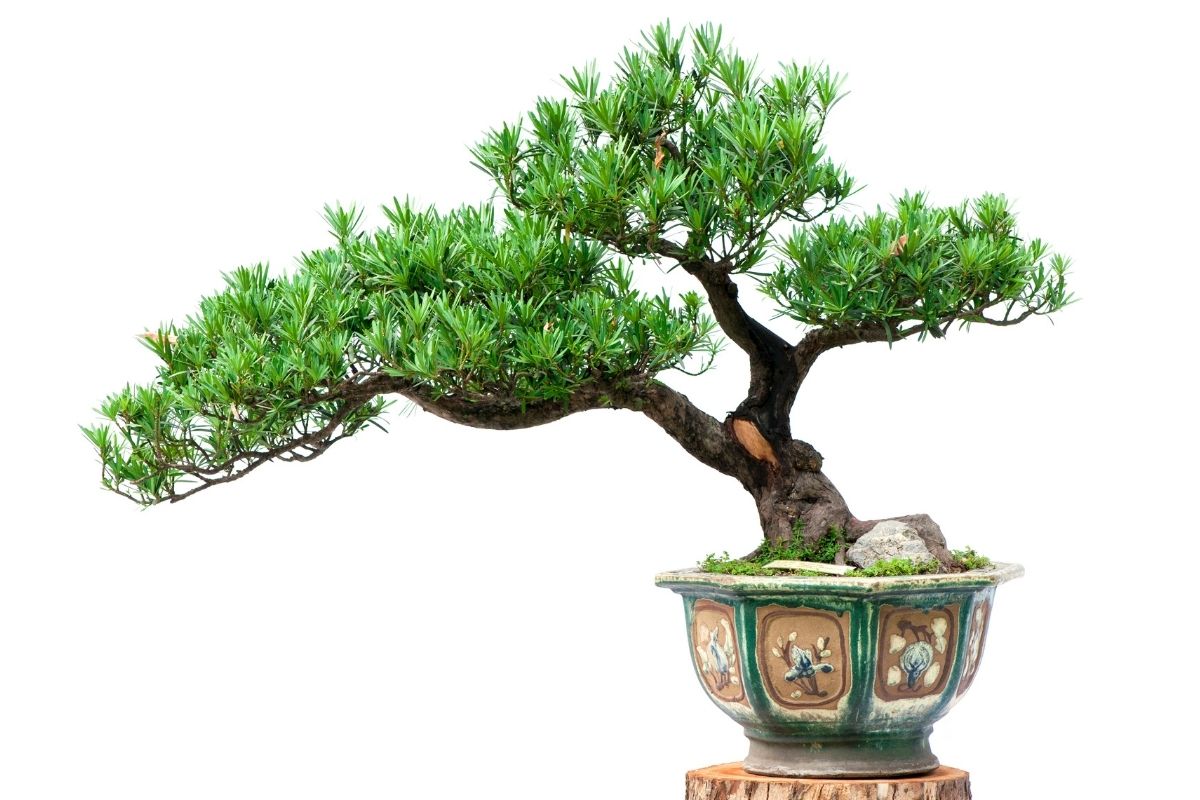 how to take care of a bonsai tree (for beginners)