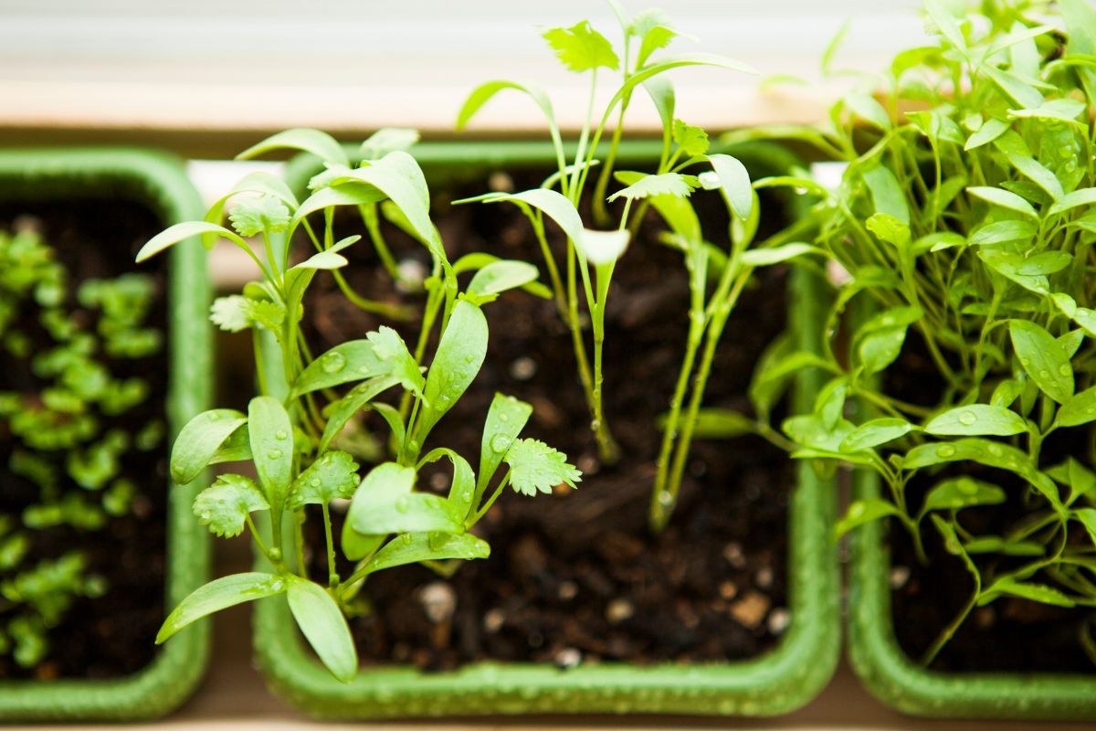 How to grow herbs from seeds (how I did it)
