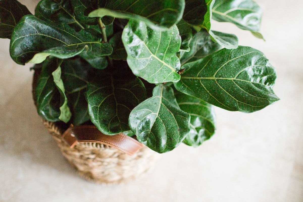 Fiddle leaf fig fertilizer: How to feed your fiddle leaf