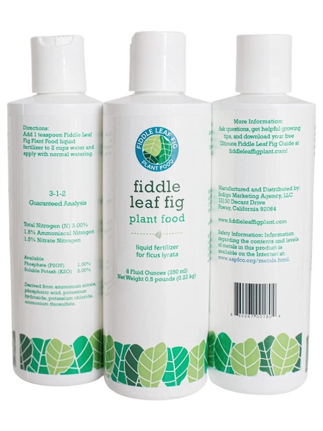 Fiddle leaf fig fertilizer How to feed your fiddle leaf