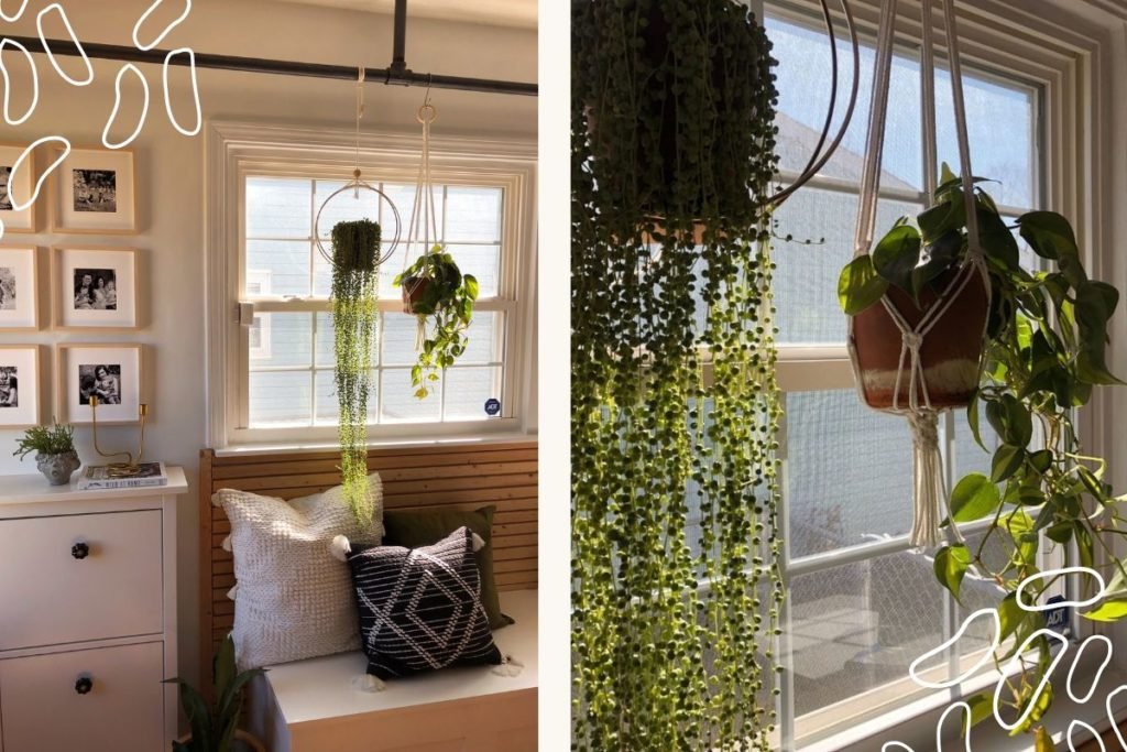 Macrame plant hangers near the window