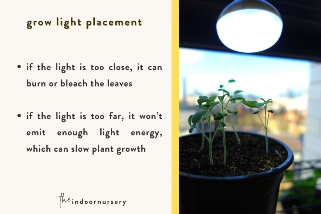 How close should grow lights be to plants?