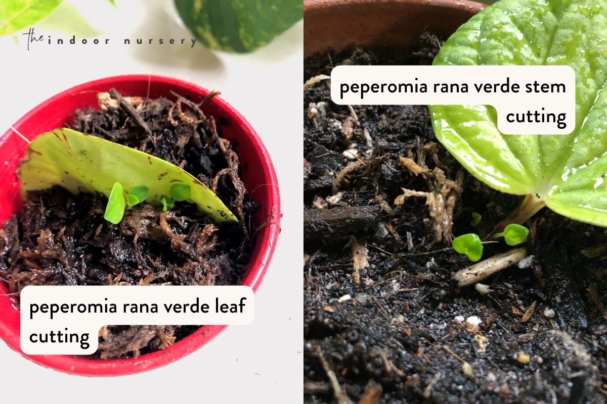 soil  propagation for leaf and stem cuttings of peperomia rana verde