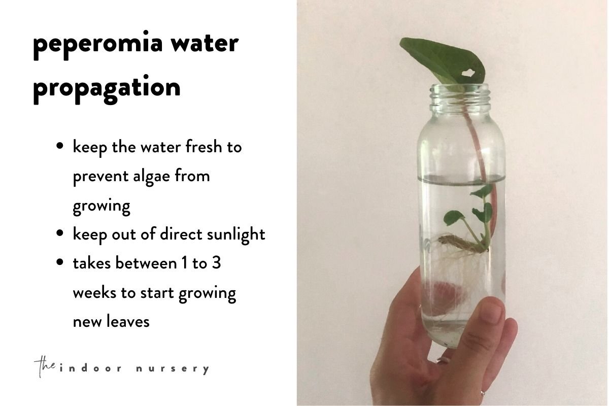 water propagation for peperomia rana verde