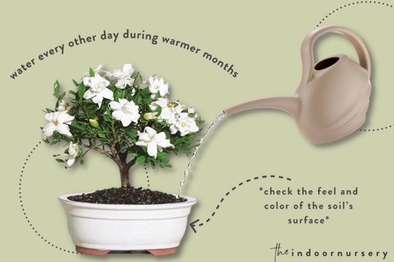 how to grow a gardenia bonsai