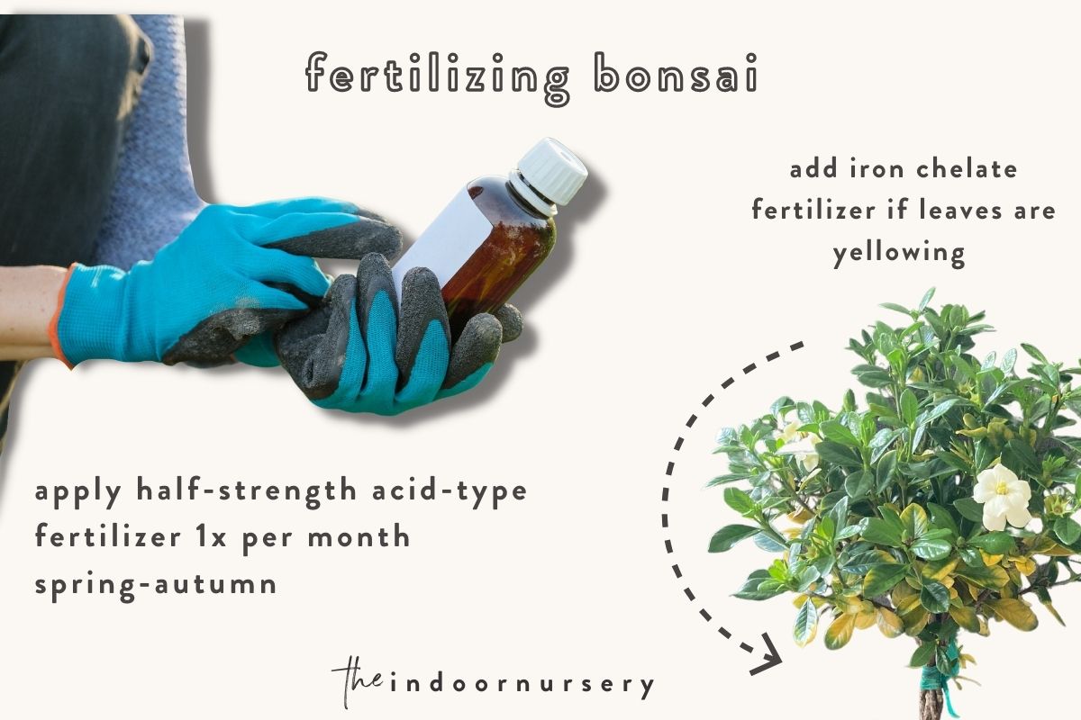 fertilizing gardenia bonsai trees