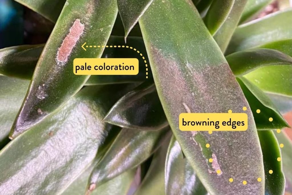 How close should grow lights be to plants?