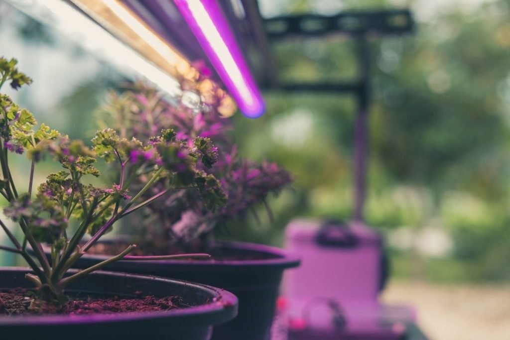 How close should grow lights be to plants?