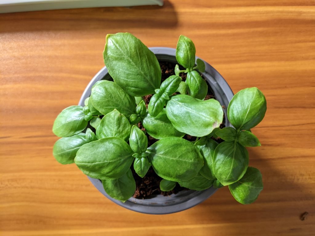 basil 