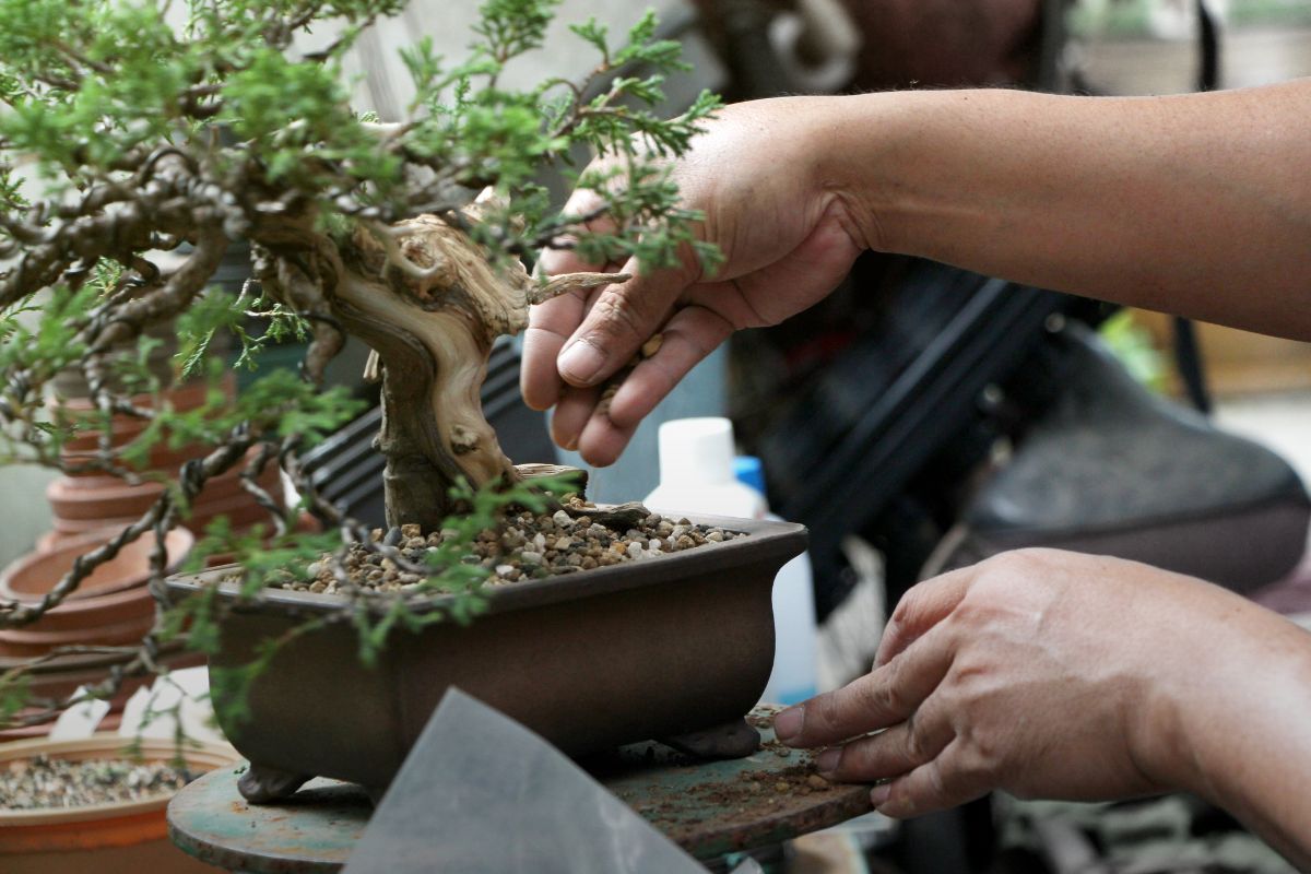 how to choose the right bonsai soil