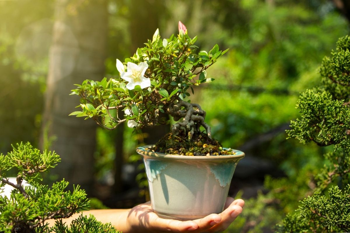 how to grow a gardenia bonsai