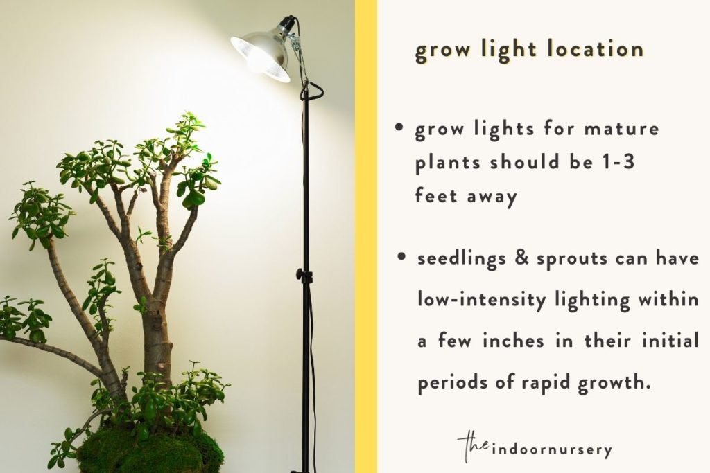 How close should grow lights be to plants?