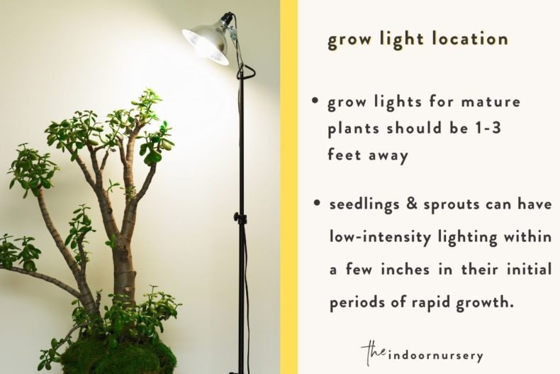 How close should grow lights be to plants?