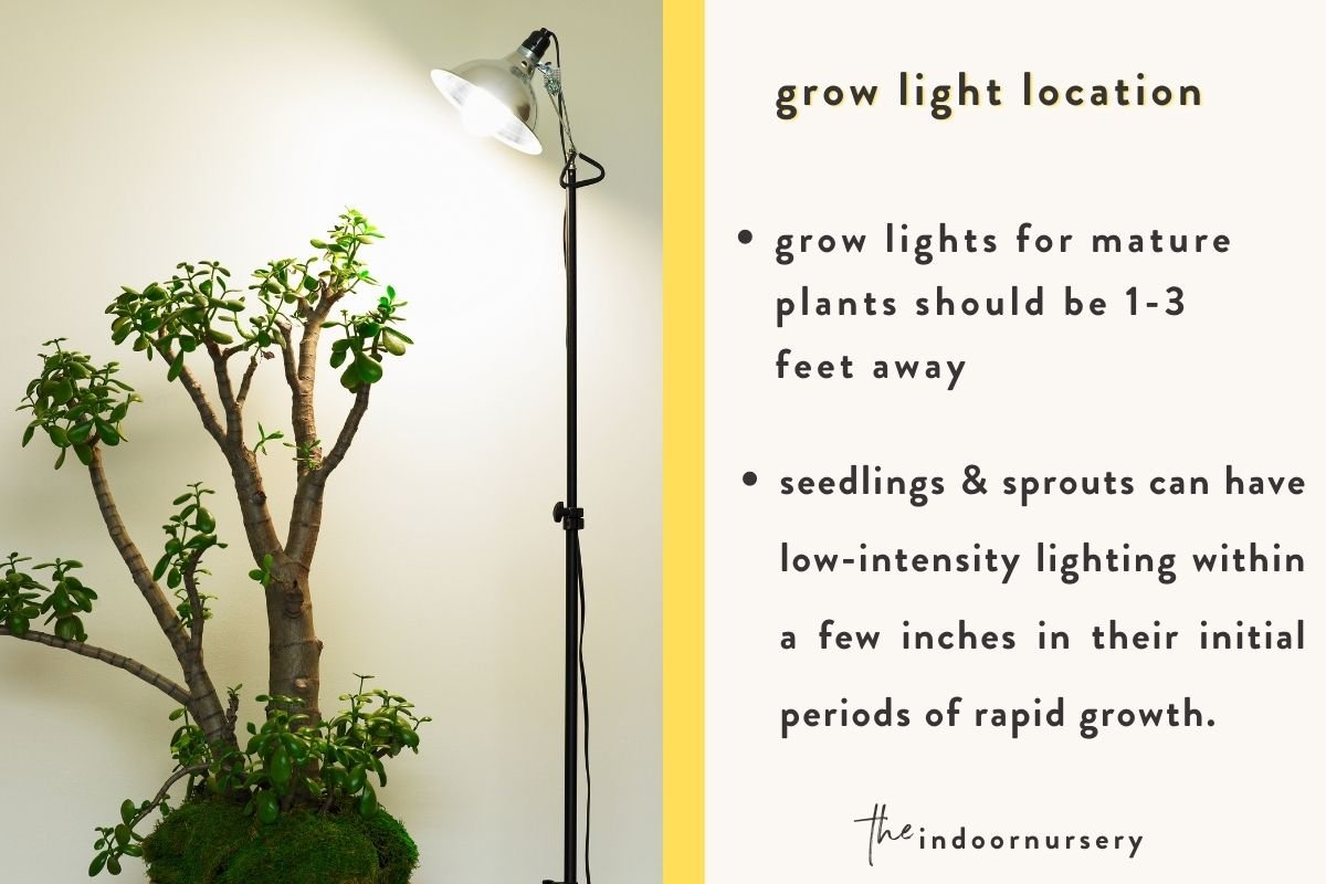 grow light placement