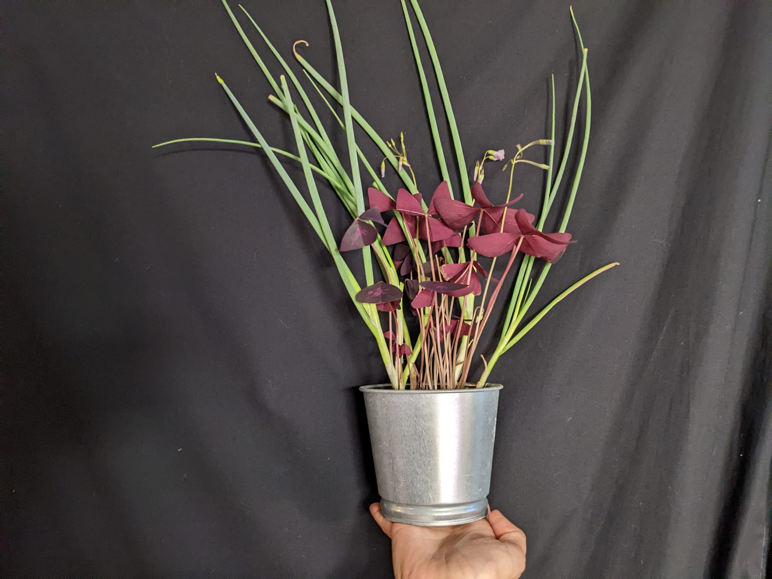oxalis and green onion