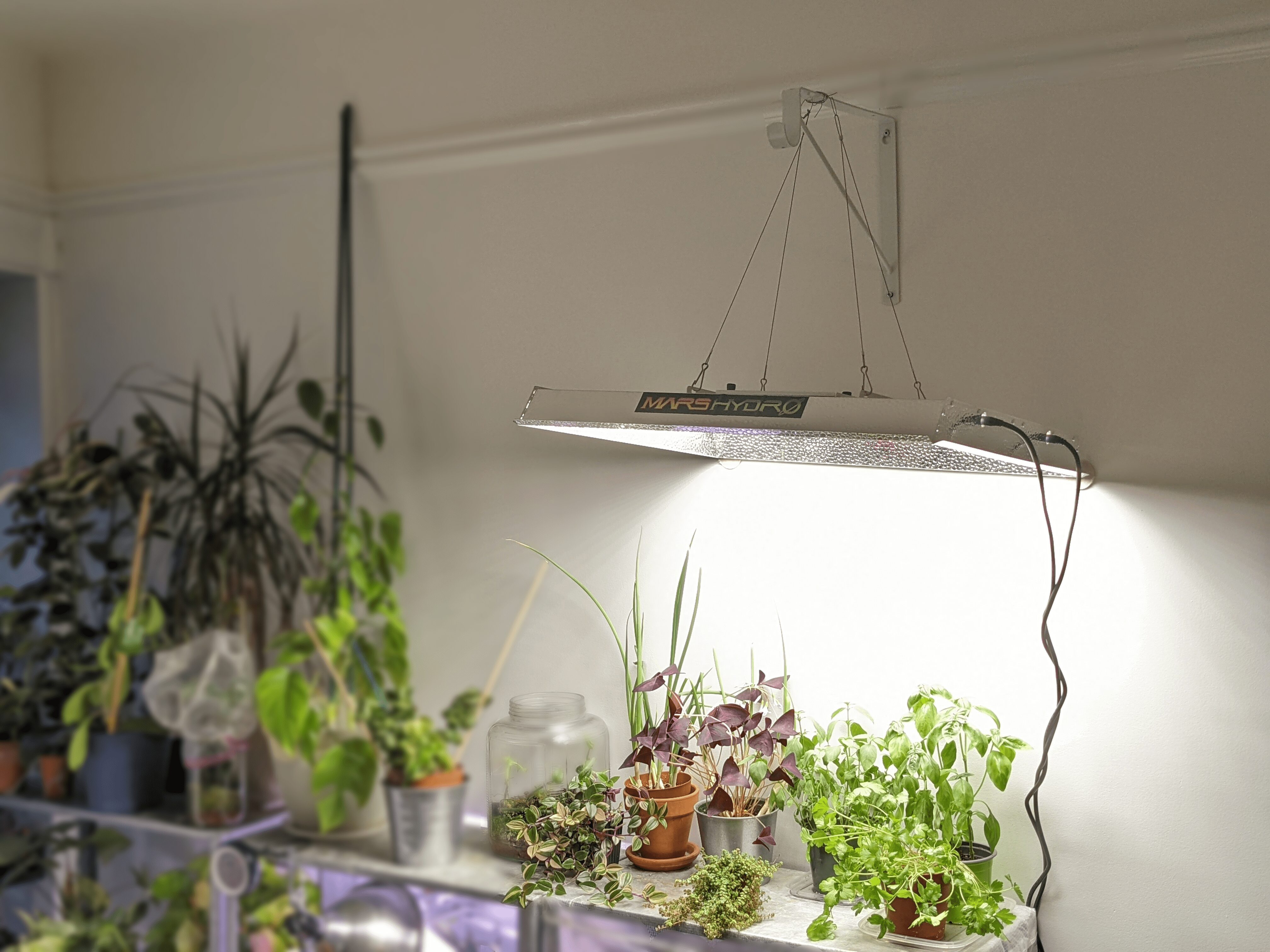 plant light set up