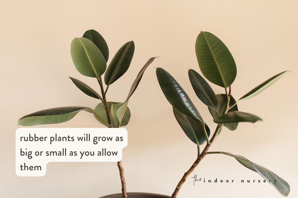 rubber plants will grow as big or small as you allow them
