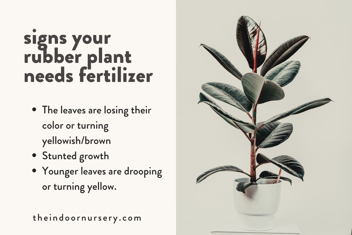 signs your rubber plant needs fertilizer