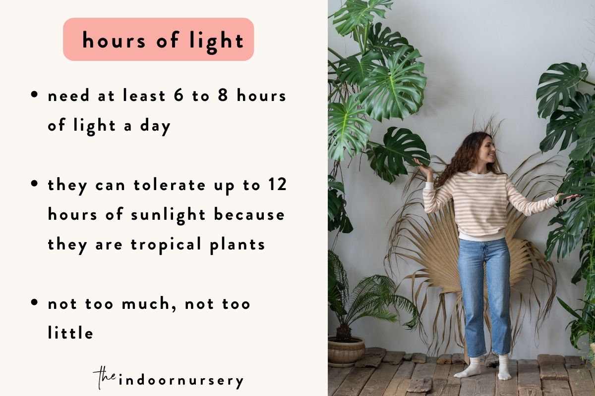 how many hours of light does a monstera need