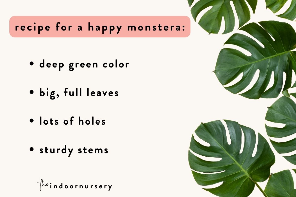 how do you know if your monstera is happy
