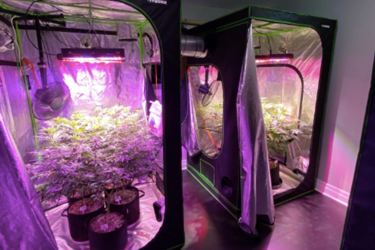 ginder Derbevilletest spontaan vivosun grow tent review: our hot take - The Indoor Nursery