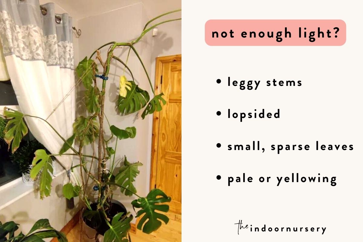 signs your monstera needs more light