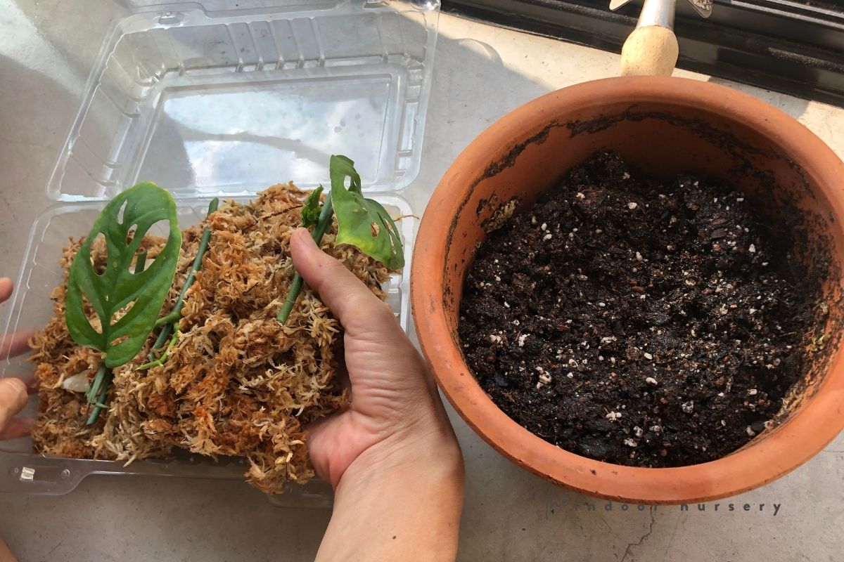 transferring propagated monstera adansonii to potting soil
