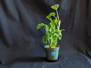Plant D