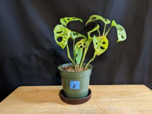 Plant E