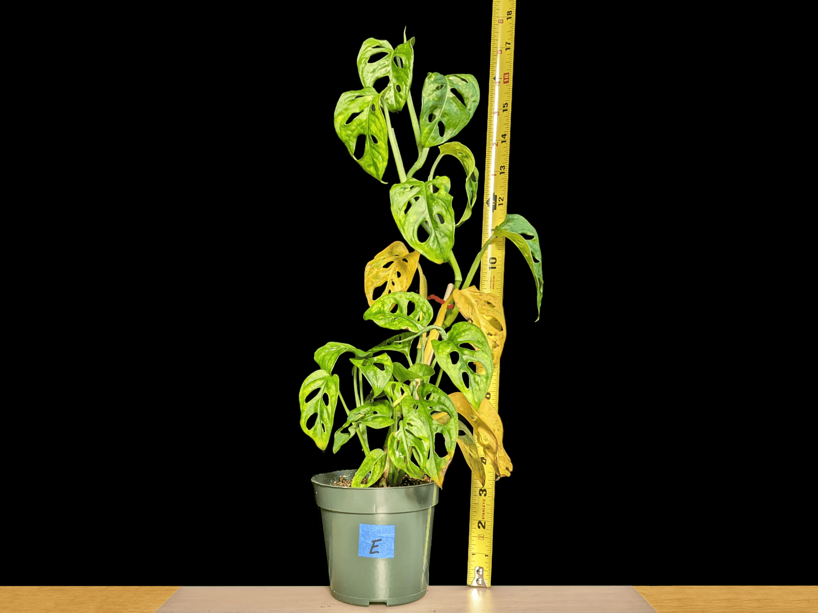 Plant Experiments Which Fertilizer Makes Plants Grow Faster